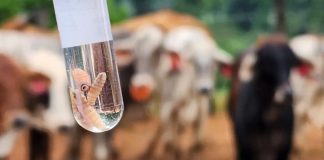 Se reportan más de 6 mil casos de gusano barrenador en el país