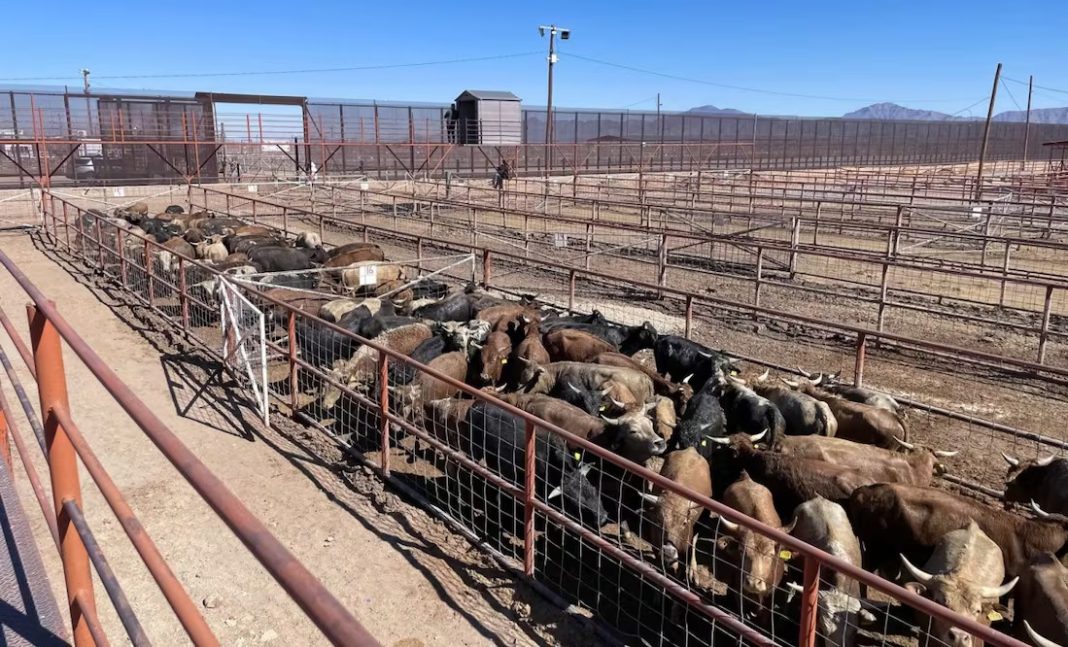 Texas pide reabrir la frontera a las importaciones de ganado mexicano