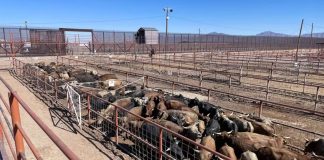 Texas pide reabrir la frontera a las importaciones de ganado mexicano