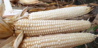 SADER anuncia precio de garantía para el maíz blanco en el Bajío