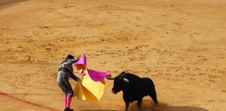 Suspenden corrida de toros en Morelia por orden judicial