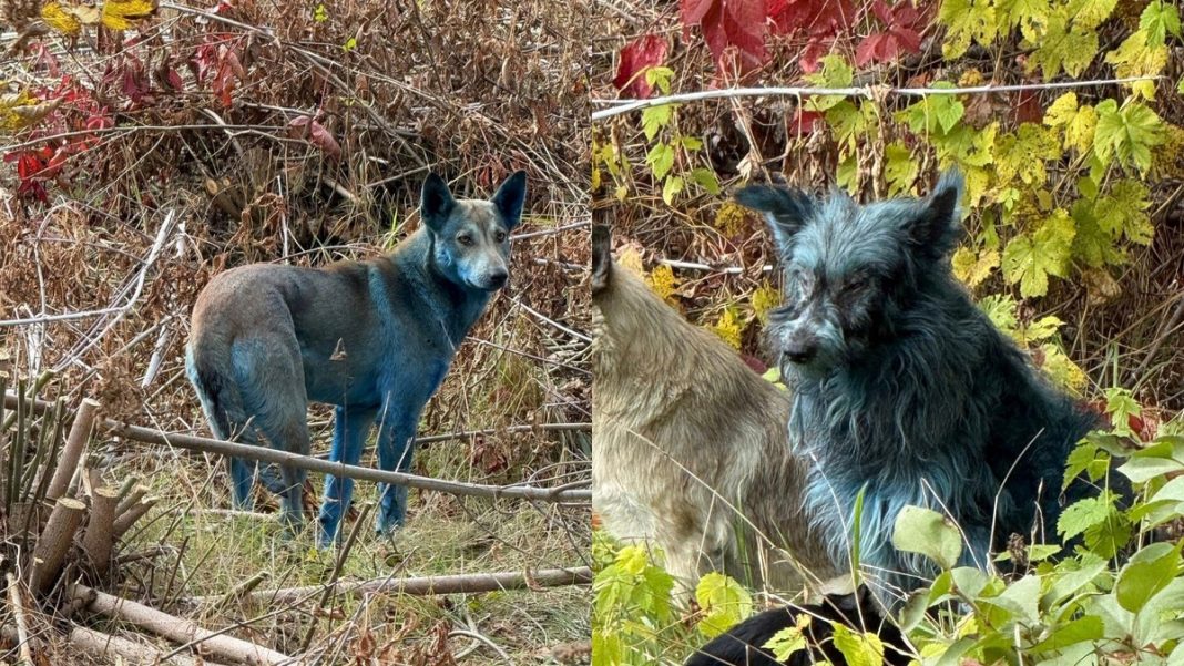 Avistan perros con pelaje azul brillante en Chernóbil