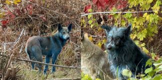 Avistan perros con pelaje azul brillante en Chernóbil Avistan perros con pelaje azul brillante en Chernóbil