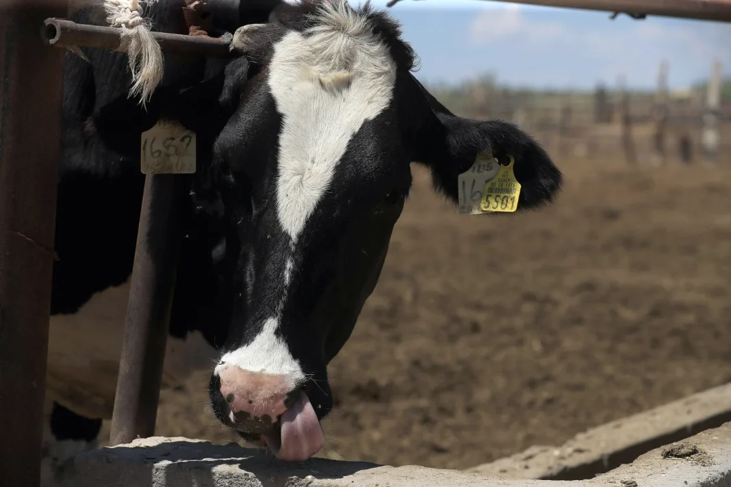 Yucatán logra contener el gusano barrenador, recuperando más del 90 % de animales afectados