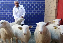 Avanza la clonación animal en México: científicos logran su primer borrego clonado