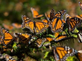 Miles de mariposas monarca llegan a México para su hibernación