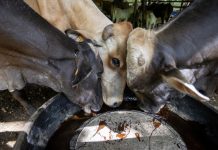 Ganaderos alertan por sobrerregulación tras emergencia del gusano barrenador en México