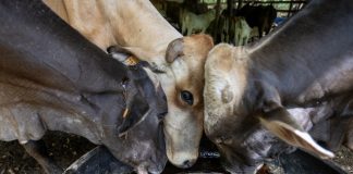 Ganaderos alertan por sobrerregulación tras emergencia del gusano barrenador en México Ganaderos alertan por sobrerregulación tras emergencia del gusano barrenador en México