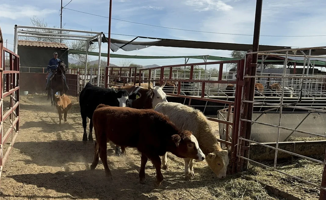 cf70c8809f3418f1cdb860bac9803714f086d34dw Activan emergencia de sanidad contra el gusano barrenador en México