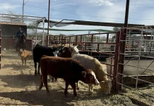 Activan emergencia de sanidad contra el gusano barrenador en México