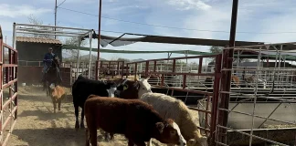 Activan emergencia de sanidad contra el gusano barrenador en México