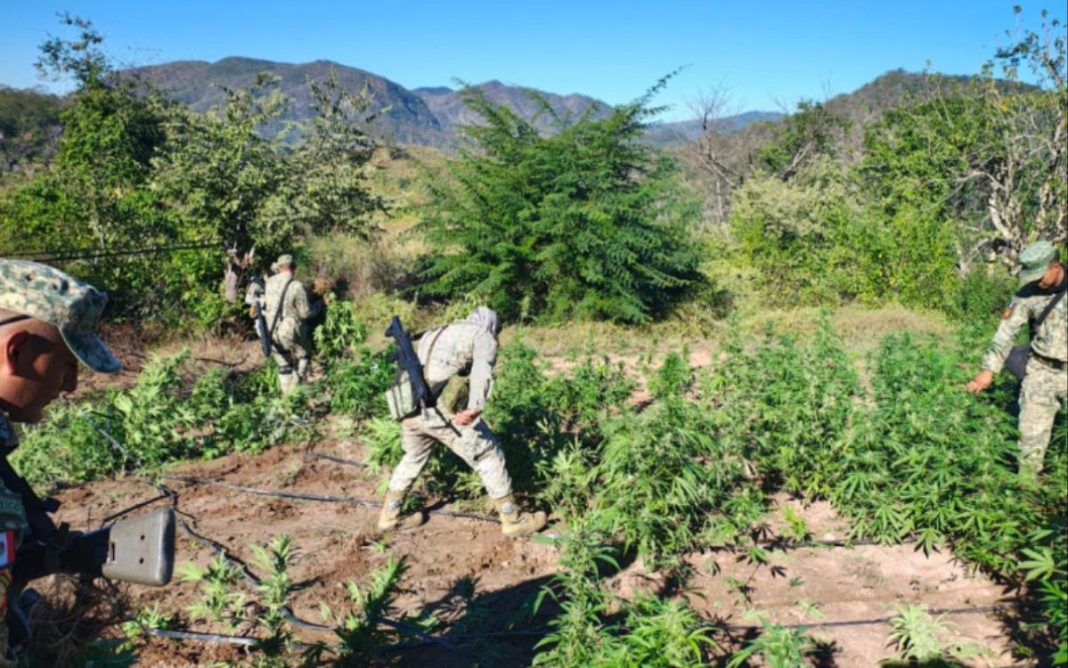 detencion-plantio-marihuana-culiacan-droga-narco-marihuana-151225 Localizan y destruyen plantío de marihuana en Culiacán