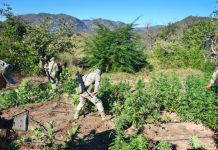 Localizan y destruyen plantío de marihuana en Culiacán Localizan y destruyen plantío de marihuana en Culiacán