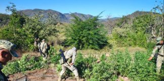 Localizan y destruyen plantío de marihuana en Culiacán