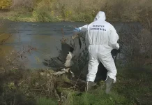 Cientos de cigüeñas mueren en Madrid por presunto brote de gripe aviar