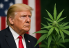 Trump firma orden para reclasificar a la mariguana como droga menos peligrosa
