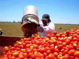 Exportaciones de jitomate mexicano caen 22.8% por cuota compensatoria en EE. UU.