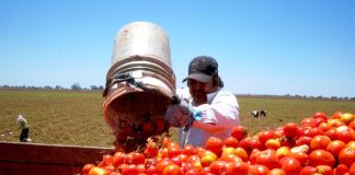 Exportaciones de jitomate mexicano caen 22.8% por cuota compensatoria en EE. UU.