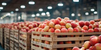 Secretaría de Economía inicia investigación antidumping en importaciones de manzana de EE. UU.