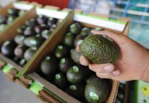 México exportó 127 mil toneladas de aguacate a Estados Unidos para el Super Bowl 2026