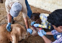 México y EE. UU. refuerzan operativo contra el gusano barrenador del ganado México y EE. UU. refuerzan operativo contra el gusano barrenador del ganado