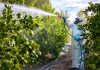Espinacas, fresas y uvas pertenecen a la lista de los alimentos más contaminados con pesticidas