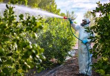 Espinacas, fresas y uvas pertenecen a la lista de los alimentos más contaminados con pesticidas