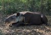 Gusano barrenador amenaza a fauna silvestre en Campeche