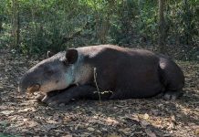 Gusano barrenador amenaza a fauna silvestre en Campeche