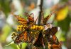 Aumenta 64% la presencia de mariposa monarca en México, pero persisten riesgos