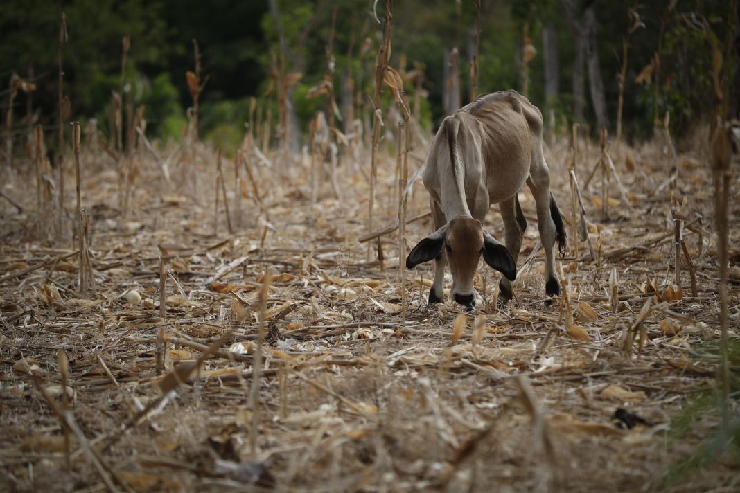 ONU alerta que 'El Niño' aumenta la inseguridad alimentaria en América Latina y el Caribe