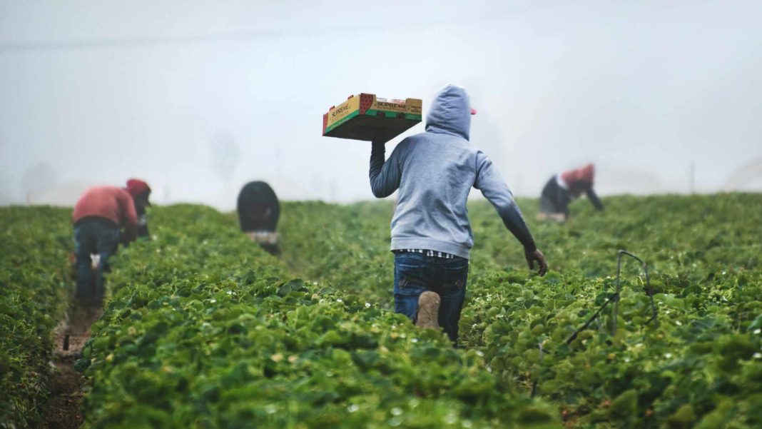 el-sector-agroalimentario-mexicano-ve-la-estacionalidad-como-el-mayor-riesgo-del-t-mec