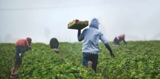 El Consejo Nacional Agropecuario advirtió que la estacionalidad de frutas y verduras es el principal riesgo para México en la revisión del T-MEC