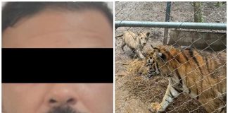 Autoridades federales detuvieron en Nuevo León a José Antonio ‘N’, líder de célula del Cártel del Noroeste