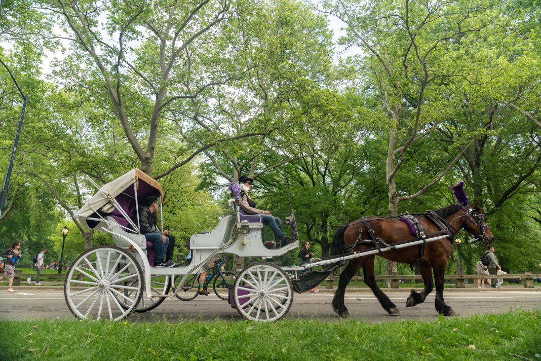 Suspenden paseos en carruajes tirados por caballos en Central Park tras muerte de turista